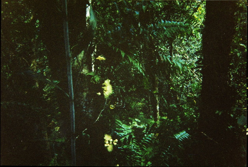 Rainforest2