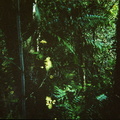 Rainforest2