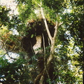 Rainforest3
