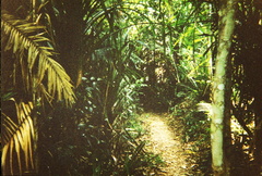 Rainforest4
