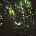Rainforest5